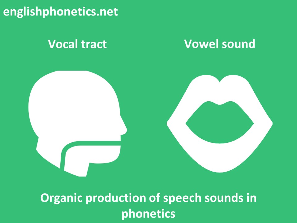 Organic production of speech sounds in phonetics